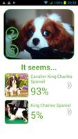 Dog Breed Auto Identify Photo screenshot 1