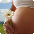 Pregnancy Calendar icon