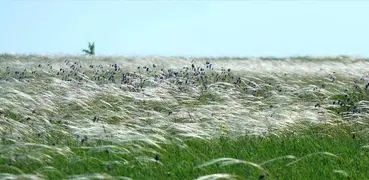 Señuelo en el pájaro de campo