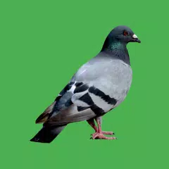 Lockvogel auf dem Feldvogel APK Herunterladen