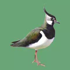 download Манок на болотно-луговую птицу APK