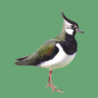 Манок на болотно-луговую птицу أيقونة
