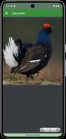 Isca em pássaro da floresta imagem de tela 3