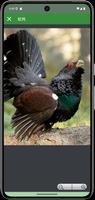 森林鳥類誘餌 截圖 3