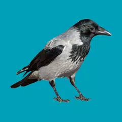 Progressive decoy of crows APK download