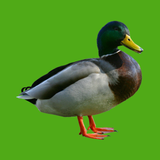 Progressive Duck Decoy