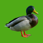 Progressive Enten-Lockvogel Zeichen