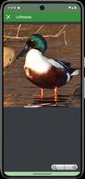 Progressive Enten-Lockvogel Screenshot 3
