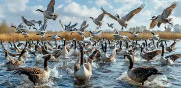 Progressive Goose Decoy