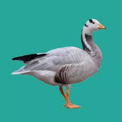 Progressive Goose Decoy APK download