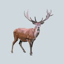 Decoy for hoofed animals APK