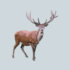 Decoy for hoofed animals icon