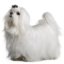 Мальтийская болонка. Уход и содержание APK