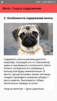 Мопс. Уход и содержание screenshot 2