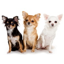 Чихуахуа. Уход и содержание APK