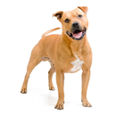 Питбультерьер. Уход и содержан APK