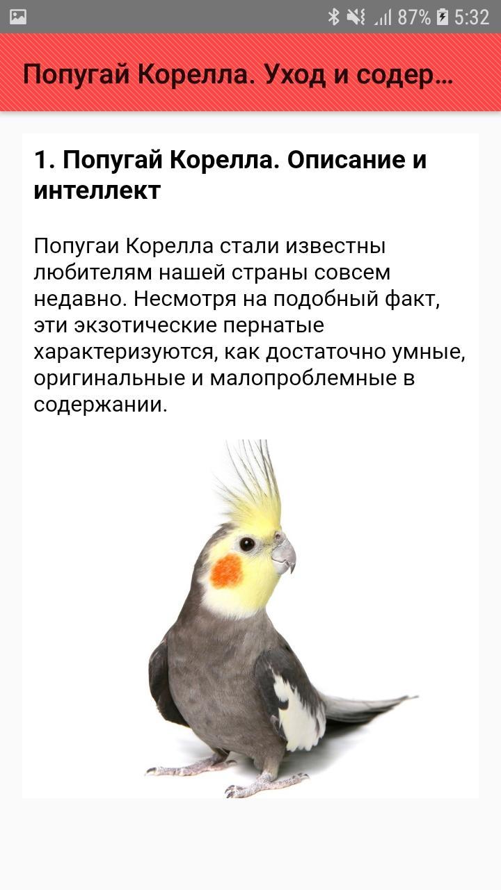 Корелла описание. Рассказ про попугая корелла. Описание кореллы. Попугай корелла описание. Факты про кореллу.