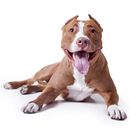 Стаффордширский терьер. Уход и APK