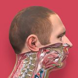 Pirogov Anatomy Zeichen