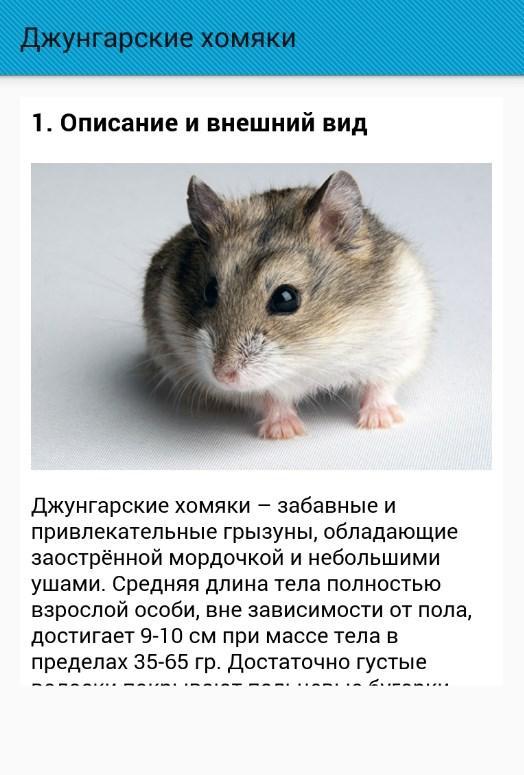 кета картинки джунгарских хомяков с описанием короткой шеей, кого
