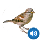 Sparrow Sounds icône