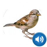 Sparrow Sounds आइकन