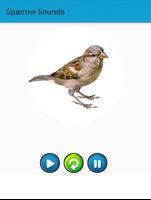 Sparrow Sounds स्क्रीनशॉट 1