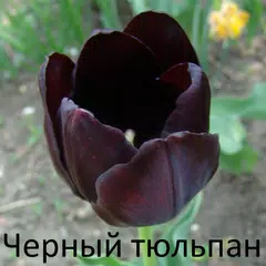 Черный тюльпан, Александр Дюма APK 下載