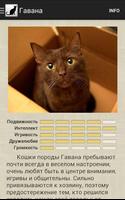 Породы кошек скриншот 2