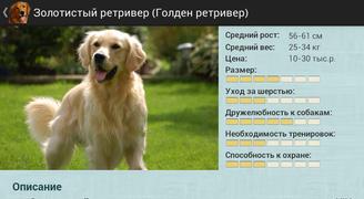 Породы собак постер