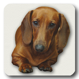 Dachshund trauriges Lied