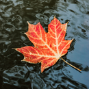 Maple Leaf Wallpaper APK