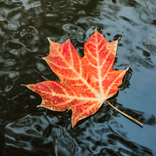 Maple Leaf Wallpaper