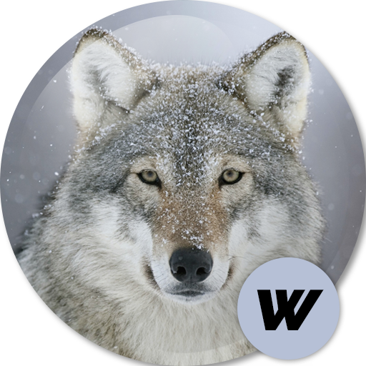 Wolf Wallpapers HD 🐺