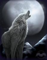 Wolf HD Wallpaper โปสเตอร์