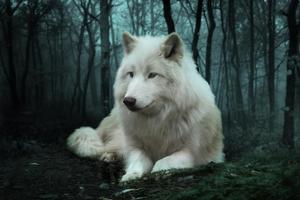Wolf HD Wallpaper ภาพหน้าจอ 1