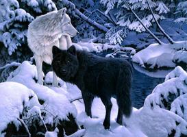 Wolf HD Wallpaper ภาพหน้าจอ 2