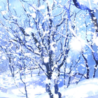 winter snowfall live wallpaper icon