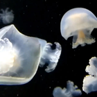 Icona medusa lwp