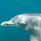 水下海豚lwp 图标