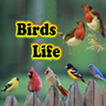 Birds Life