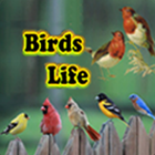 Birds Life icône