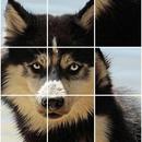 Puzzle Wild Animal - Jungle Puzzle APK