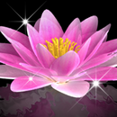 Water Lily Bell LWP Trial-APK