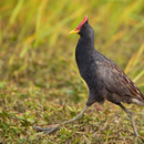 APK Watercock bird calls