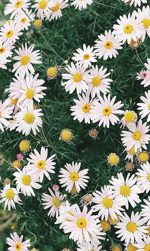 Daisies HD Wallpaper Backgroun APK for Android Download Daisies HD Wallpaper Backgroun APK for Android Download