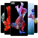 Betta Fish Wallpapers HD 4K Betta Fish Wallpapers APK