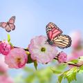 Spring Wallpaper