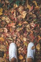 Autumn wallpapers 截图 1