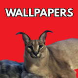 Wallpapers Floppa आइकन